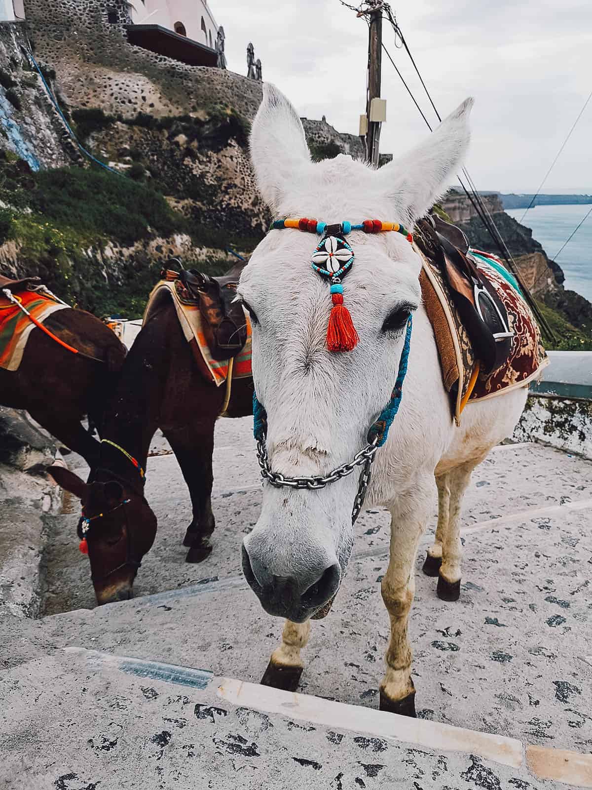 Donkeys in Fira, Santorini, Greece