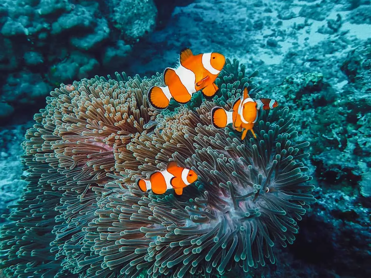 Clown fish and anemone while snorkeling in Bali, Indonesia
